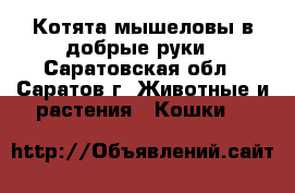 Котята мышеловы в добрые руки - Саратовская обл., Саратов г. Животные и растения » Кошки   
